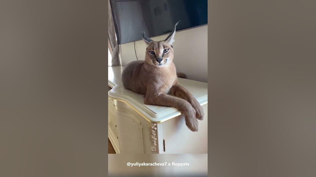 Pretty Floppa Aisha : Caracal #shorts - YouTube