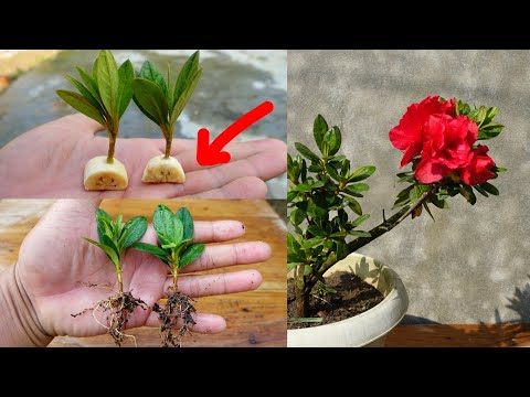 Video: Propagación de plantas de Forsythia - Cómo cultivar Forsythia a partir de semillas y esquejes