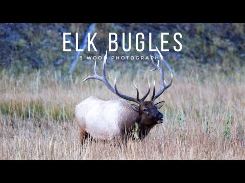 Bull Elk Bugling | Up Close & Personal | Yellowstone National Park 🦌