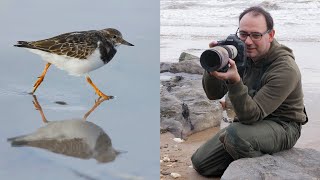 Bird Photography Tips on the Beach - How to Photograph Running Turnstones (Using Manual & Auto ISO)