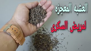 عشبه قويه لمريض السكرى/للضغط/والكولسترول/وما ينتج عنهم من تلف للاعصاب/ومشاكل للاطراف