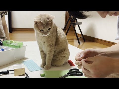 家庭科の宿題をする息子が怪我しないか見守る猫