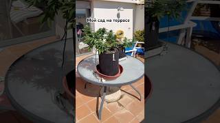 Обзор моего сада на террасе проэкт «Большой Кущ»