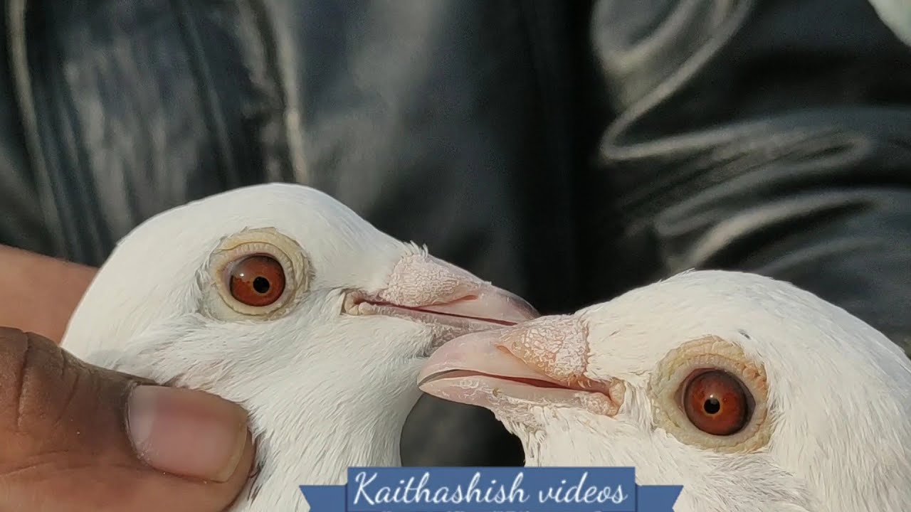 Rameshwer ji ke madrasi kabutar kiradi Delhi