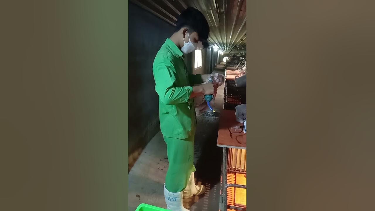 Cut piglets' teeth and inject piglets to treat leg YouTube