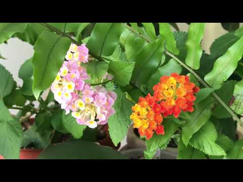 Видео: Verbenaceae гэр бүлээс гаралтай Лантана
