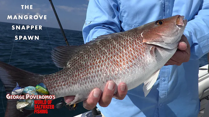 MANGROVE SNAPPER SPAWN, FLORIDA KEYS - 2022 SEASON...