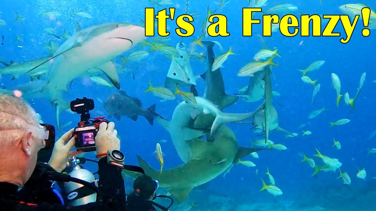 A Fish Frenzy at Shark Paradise - Tiger Beach Bahamas Aggressor, Friday April 11 - Dive 1