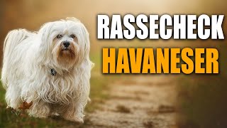 Havaneser Rassecheck   Rasseportrait, Rassebeschreibung   Hundeschule STADTFELLE