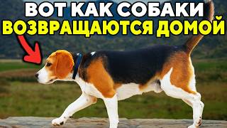 Как СОБАКИ Находят Дорогу Домой? Научное объяснение этого феномена!