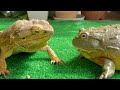 1 million views mr frog  frog  toad  lizard  salamander summary