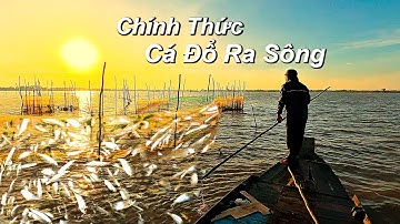 Vis stroomt de Dong Thala-rivier in, groot oogstseizoen begint officieel