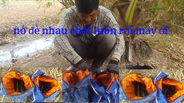 Một buổi câu cá lóc kinh hoàng, 2 cần thủ giật cá liên tục lên 2 giỏ đầy cá Snakehead - Vinh Ròm