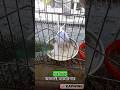 বাজরিগার পাখি কি মুড়ি খায়? @Funlybird #unfrezzmyaccount #growmyaccount #birds