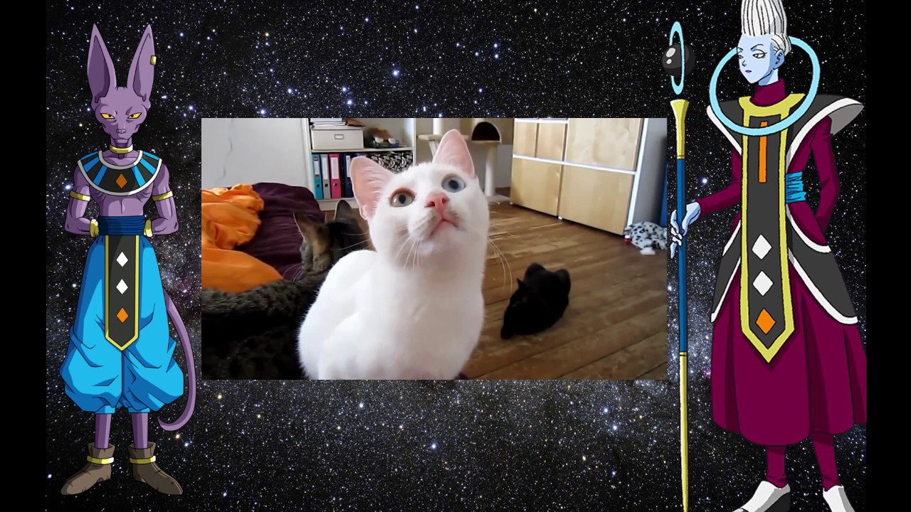 saiyan meaning Beerus and Whis React to Meow