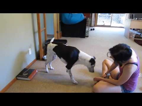 How To Teach Your Dog To Do A Walking Handstand How To Teach Your Dog To Do A Walking Handstand