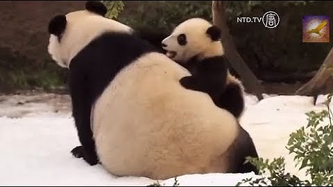 When Panda Met Snow for the First Time in Their Life: Cute Panda Cubs Having a Ball with Mommy