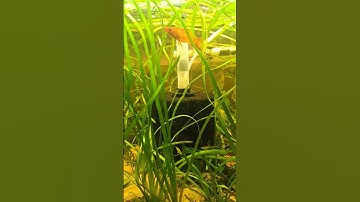 modified sponge filter.