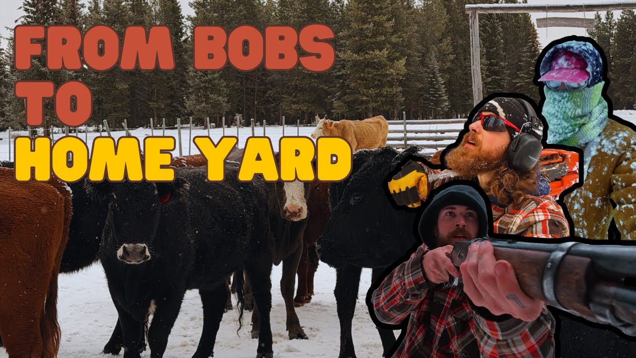 #34 Kanada – Varom karves namo🐄 ir toliau haulinam šieną🚜