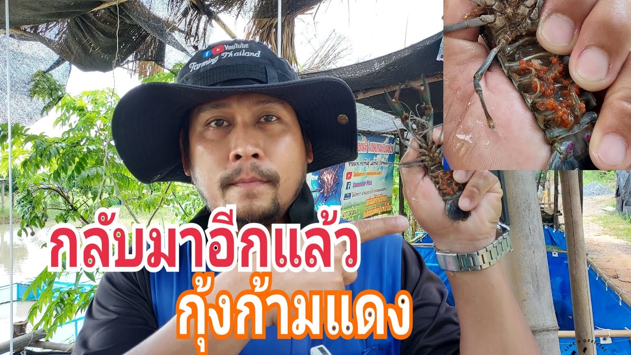 เลี้ยงกุ้งก้ามแดงออกลูกเยอะมาก