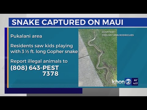 A live snake was discovered in Pukalani