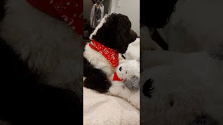 CHRISTMAS | 15 MONTHS OLD SHEEPADOODLE by Milo the Sheepadoodle 8 views 1 year ago 3 minutes, 5 seconds