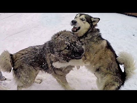 ВСТРЕЧА! Овчарка кавказская против маламута аляскинского и хаски / sheepdog  gorpo