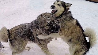 ВСТРЕЧА! Овчарка кавказская против маламута аляскинского и хаски / sheepdog gorpo ВСТРЕЧА! Овчарка кавказская против маламута аляскинского и хаски / sheepdog gorpo