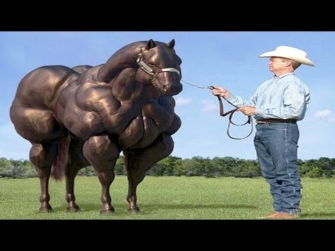 Video: Ungarsk Sport Horse Horse Breed Hypoallergenic, Health And Life Span