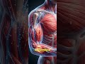 When You Eat Eggs Every Day... But What Happens Inside Your body? #egg #digestion #protein