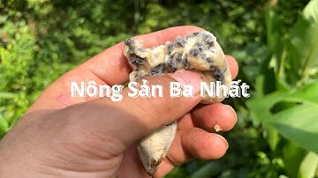 Lấy Chuối Rừng, bắt Ếch Tắc và bữa cơm quê bình yên.