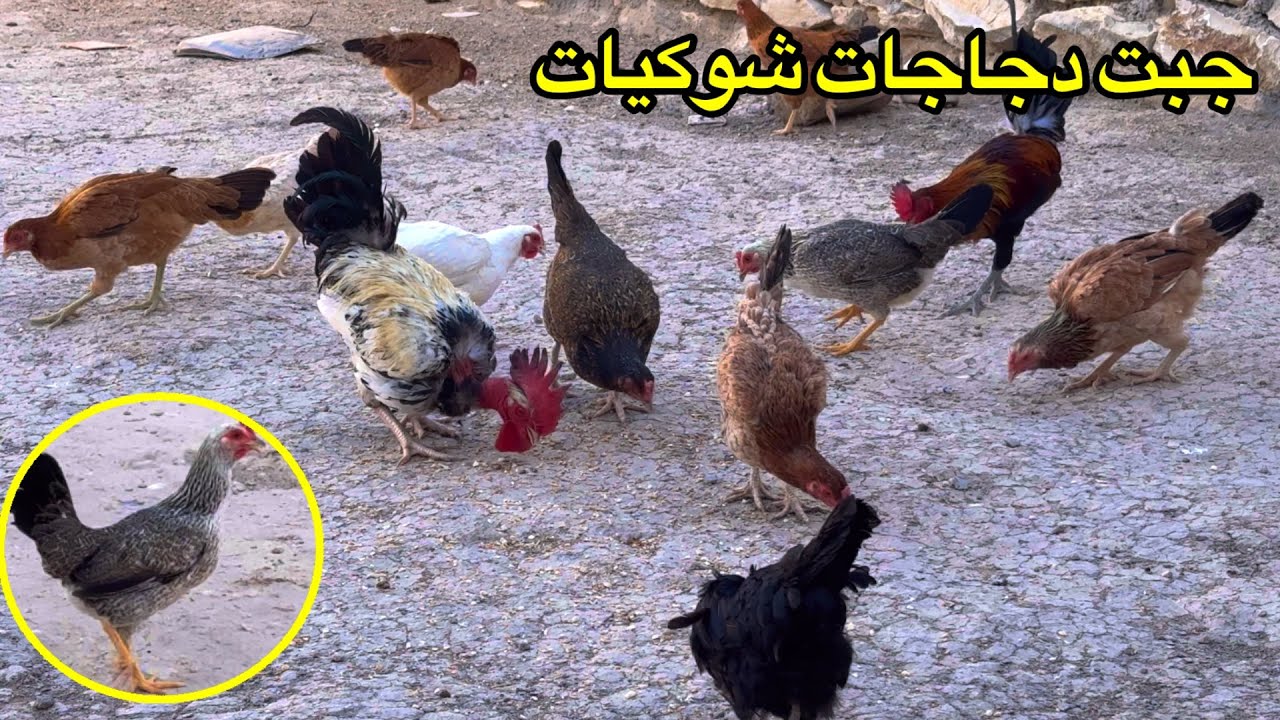 يوميات الدجاج🐓 طلعت الديك ابو رگيبة مع الدجاج + دجاجة شوكيات