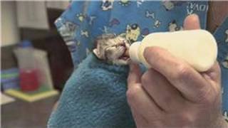 Kitten & Cat Care : What Do You Feed Newborn Kittens?