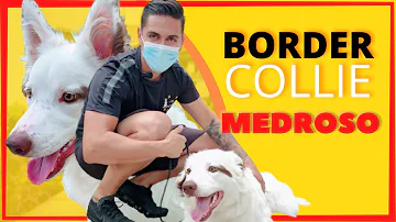 O que fazer para Border Collie se distraírem?