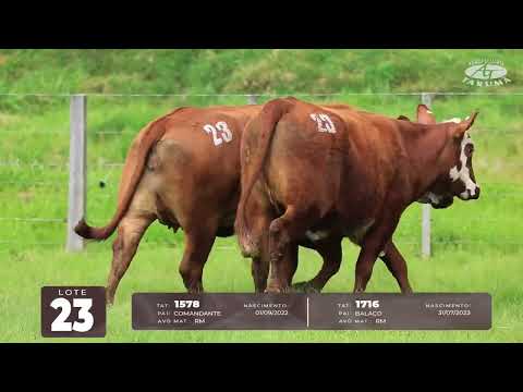 LOTE 23