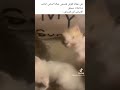 يعقوب جمر الدين دبيازه يعقوب جمر الدين دبيازه