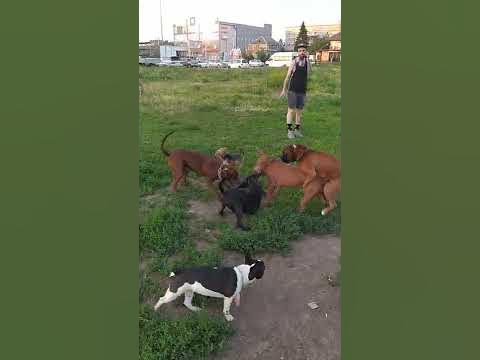 питбуль и компания - YouTube