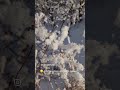 ASMR Je T Offre Une Dose D Hiver Canadien Pour DГ Buter Cette JournГ E En Douceur вќ пёЏрџ Ќ Canada Asmr ASMR Je T Offre Une Dose D Hiver Canadien Pour DГ Buter Cette JournГ E En Douceur вќ пёЏрџ Ќ Canada Asmr