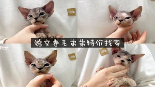 【現猫找家】德文卷毛弟弟元旦迎好運特價8888米找家