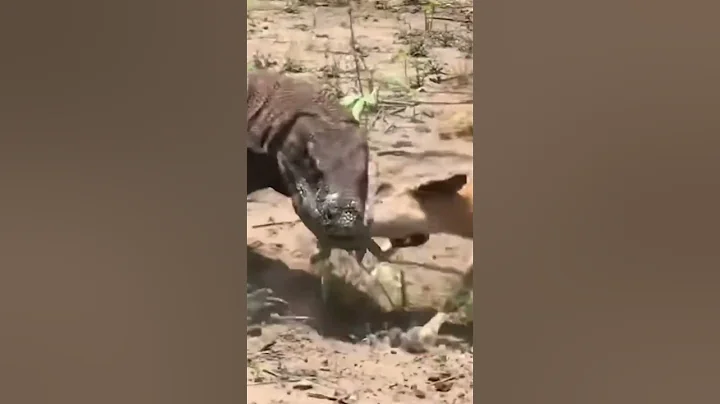 10 حمله واقعی حیوانات خانگی که به قتل صاحبان‌شون ختم شد! هشدار واقعیه