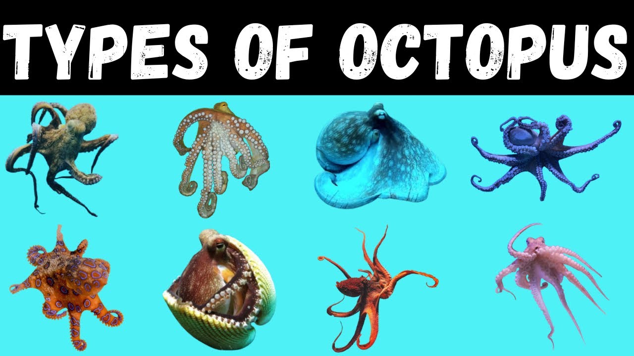 Types Of Octopus | Octopus | Octopus For Kids #octopus #education - YouTube