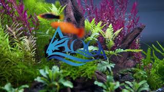 Natural Light, Made Simple.