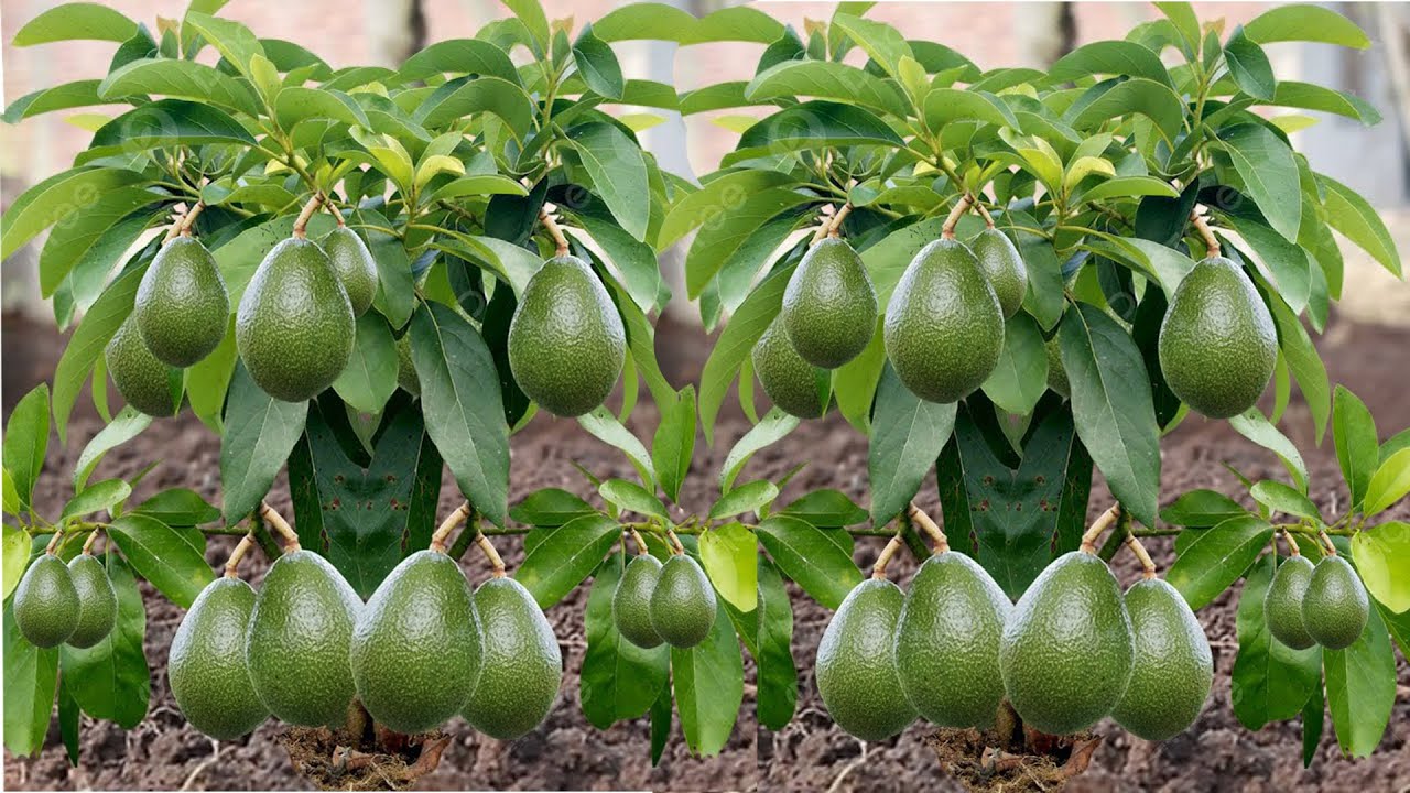 In This Way You Can Quickly Multiplying Thousands Of Avocado Trees