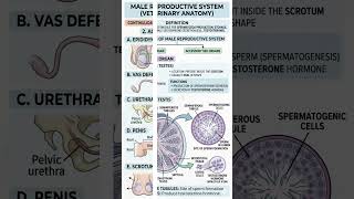 MALE REPRODUCTIVE SYSTEM IN VETERINARY ANATOMY🐮#vetanatomy #@Vet.Anatmy