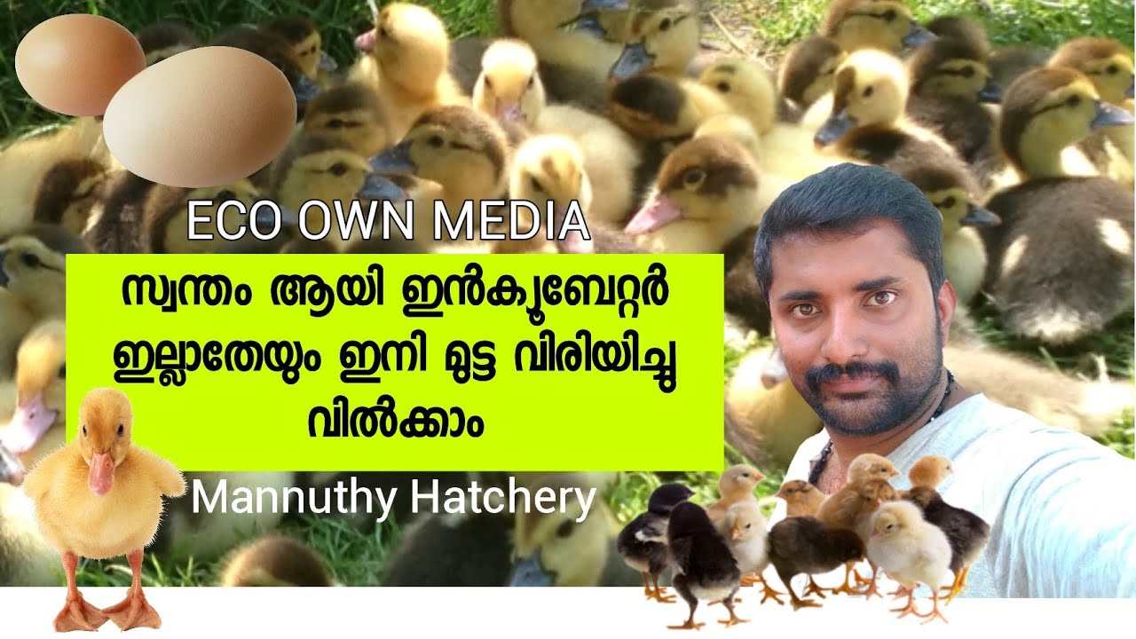 മണ്ണുത്തി പ്രൈവറ്റ് ഹാച്ചറി [ ECO OWN MEDIA] Mannuthy Hatchery thrissur