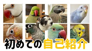 8羽のインコファミリー＋ワンコの自己紹介です【ワカケホンセイインコ