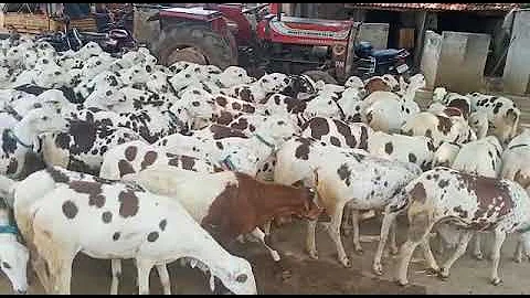 famous sheep in andhra pradesh called as (macchala...