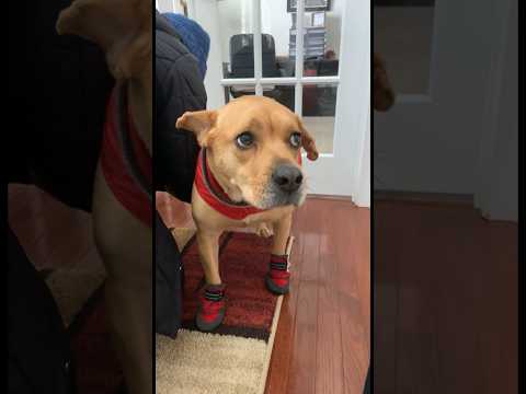 watch my dog