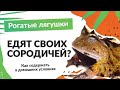 Рогатые лягушки. Как содержать в домашних условиях