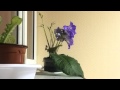 DS-SkyBlue streptocarpus watering timelapse